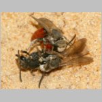 Sphecodes albilabris - Blutbiene 02b 12-13mm Paarung.jpg